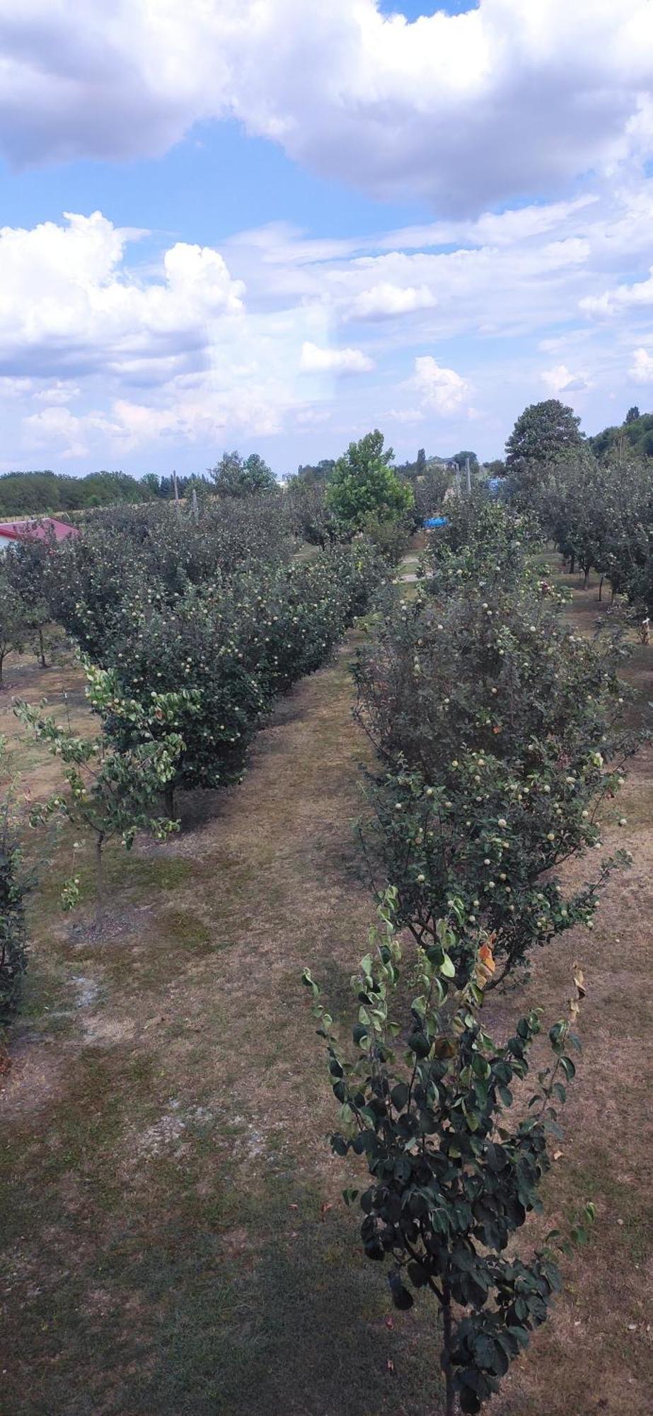 Salas Farma 47-Miris Dunja Čenej エクステリア 写真