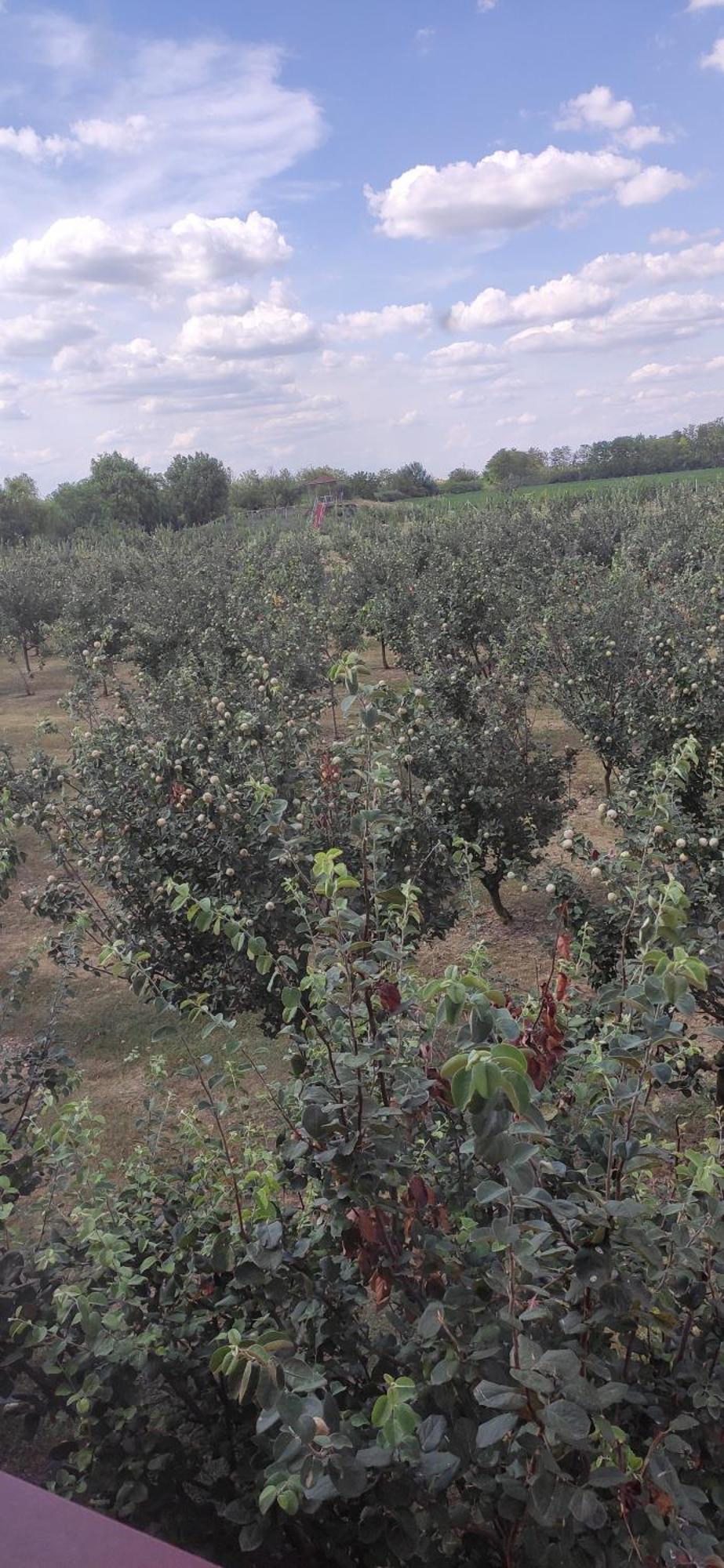 Salas Farma 47-Miris Dunja Čenej エクステリア 写真